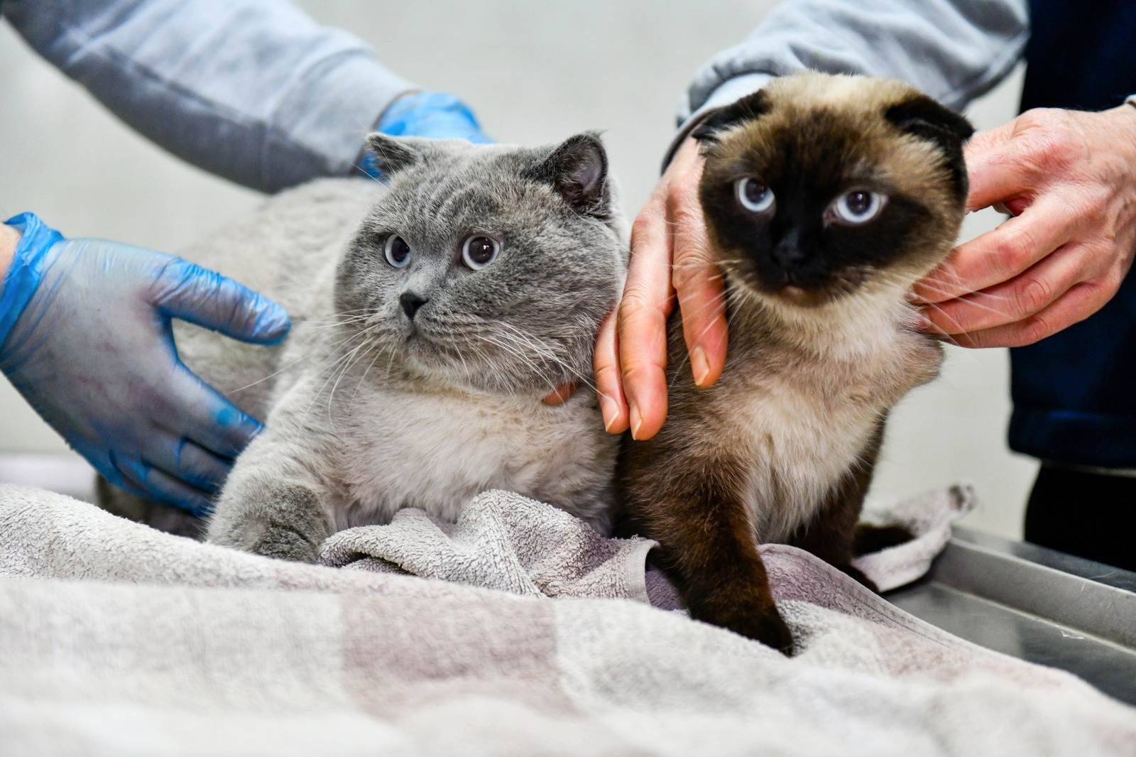 YUVA BEKLEYEN CAN DOSTLARIMIZ