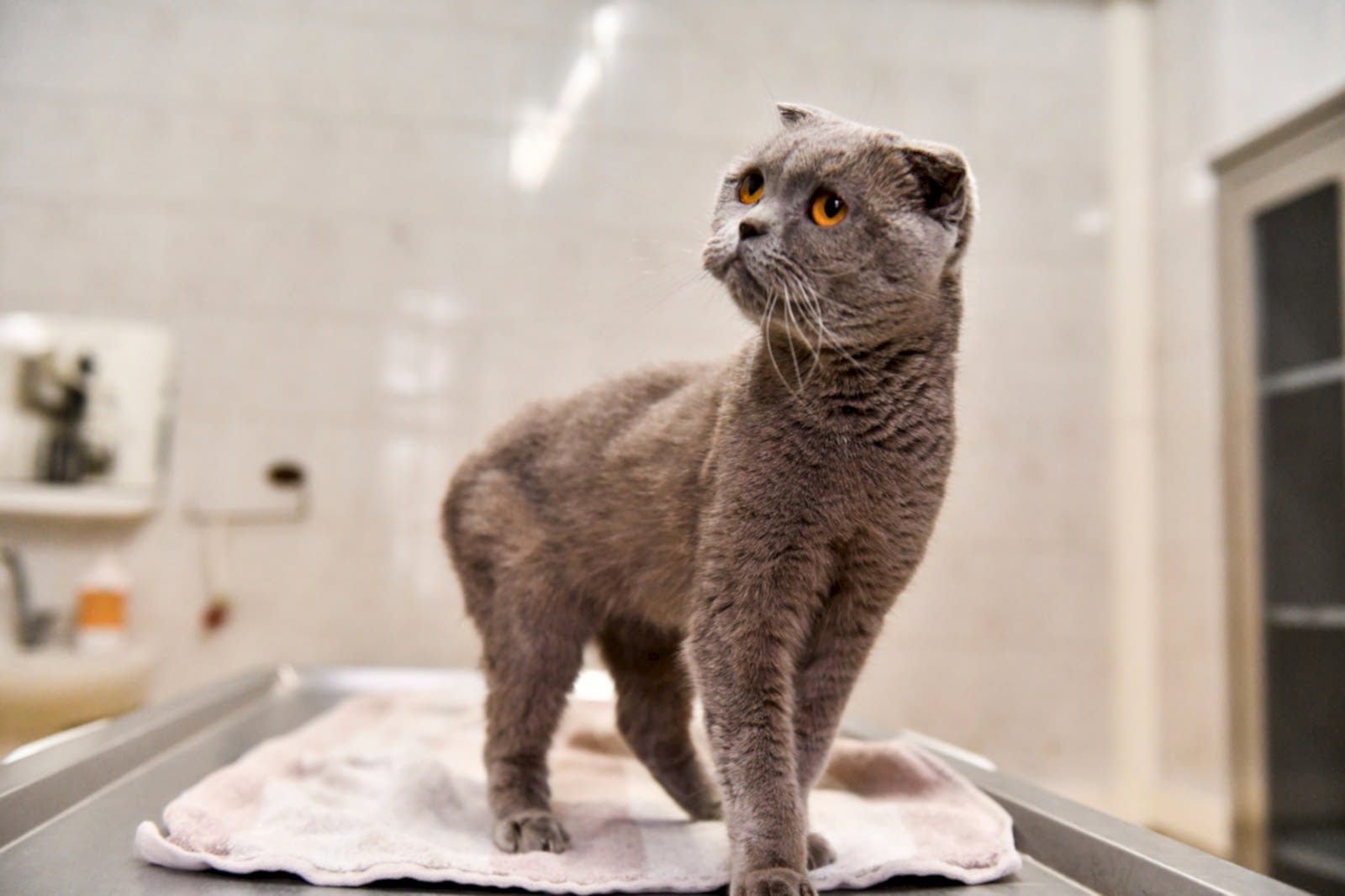 Yuva Bekleyen Can Dostumuz