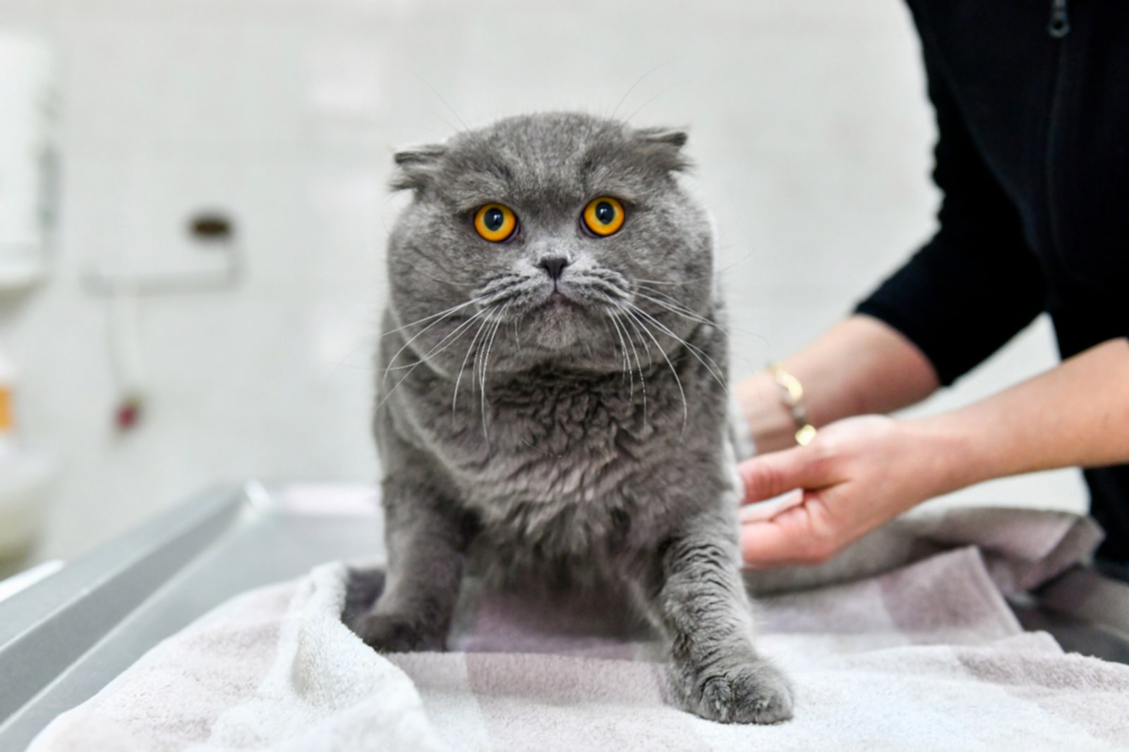 Yuva Bekleyen Can Dostumuz