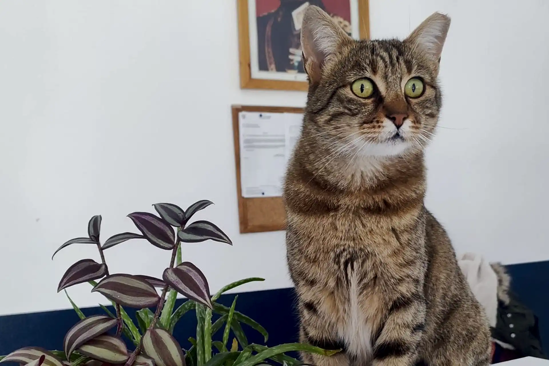 Özel Bakım Kedi