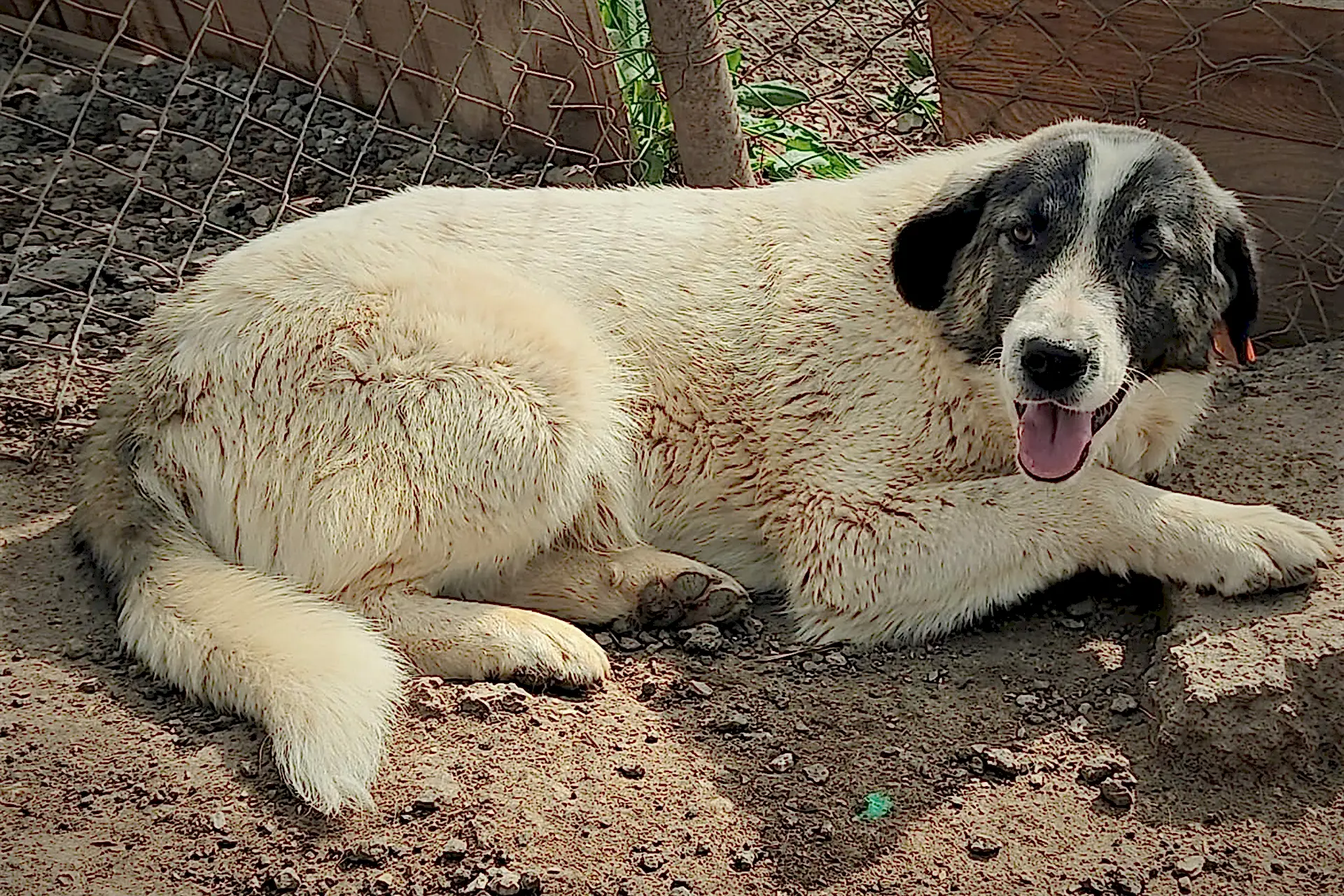 Köpek Sahiplenme