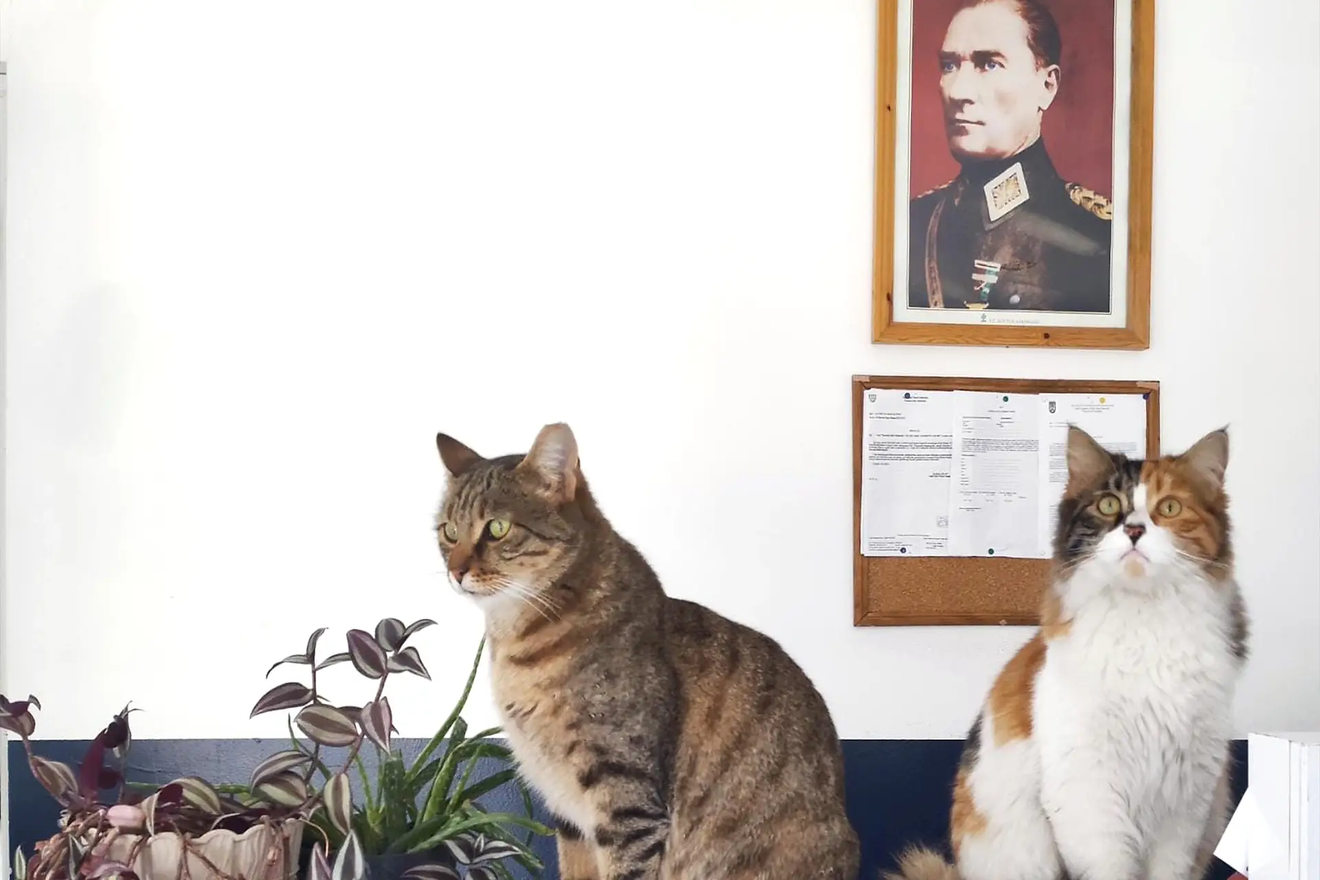 Kedi Sahiplenme