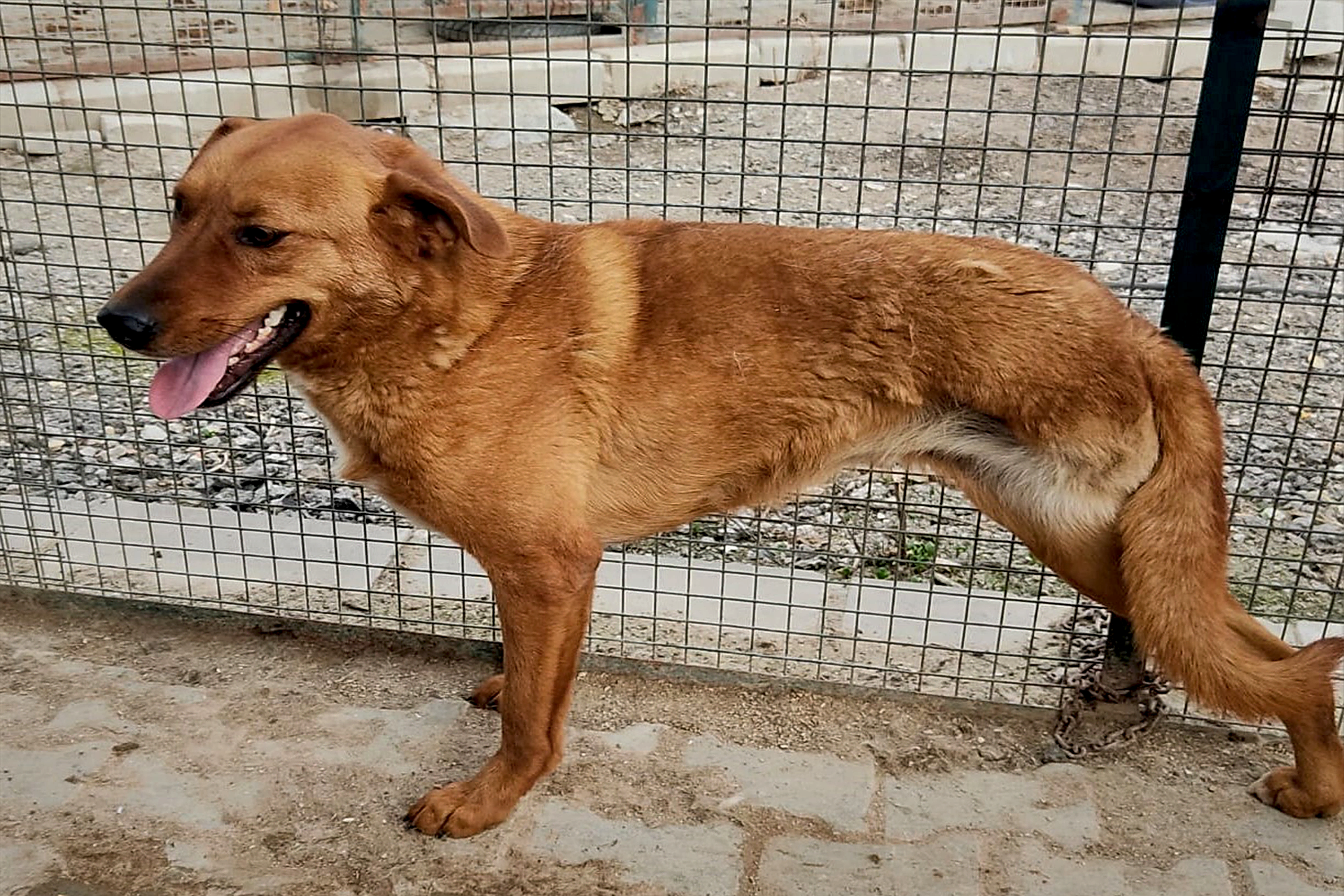 Özel Bakım Köpek